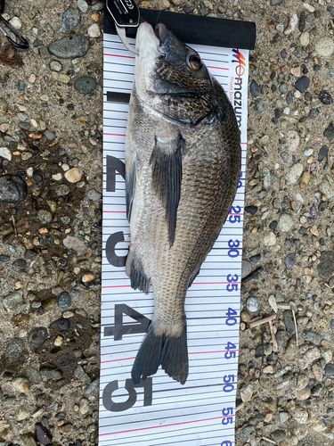 チヌの釣果