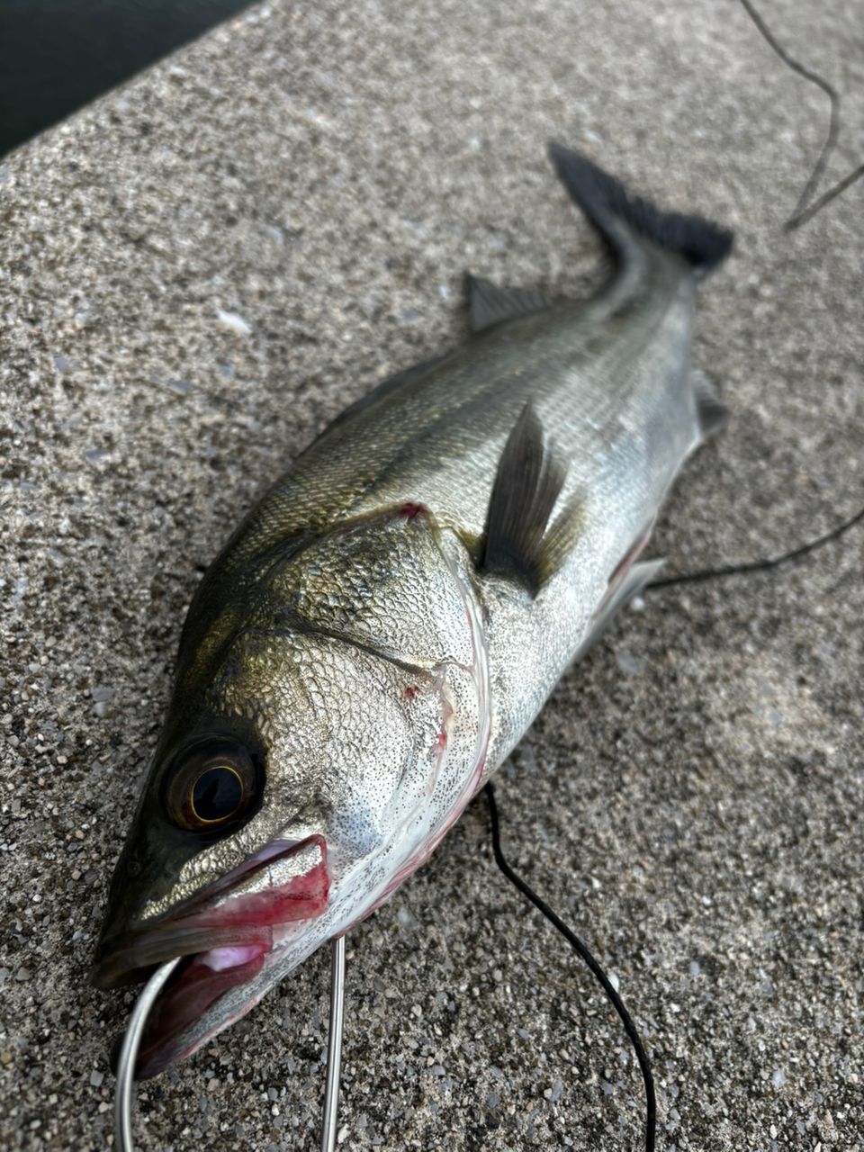 ロッド APIA GRANDAGE ATLAS BLUE RUNNER 98M APIA GRANDAGE ATLAS BLUE RUNNER 98M Spinning Rod