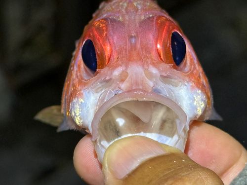アヤメエビスの釣果