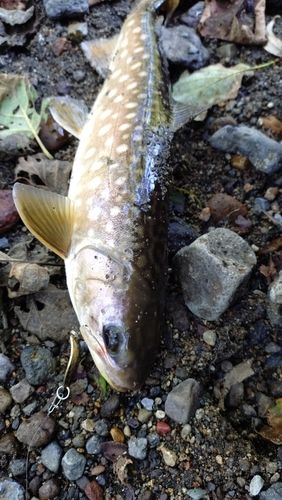 アメマスの釣果