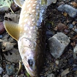 アメマス
