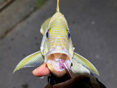 ナミフエダイの釣果