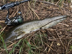 ナマズの釣果