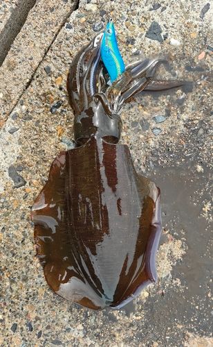 宮津湾