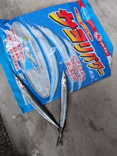 サヨリの釣果