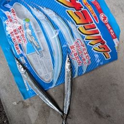 サヨリ