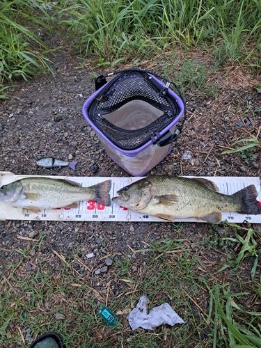 ブラックバスの釣果