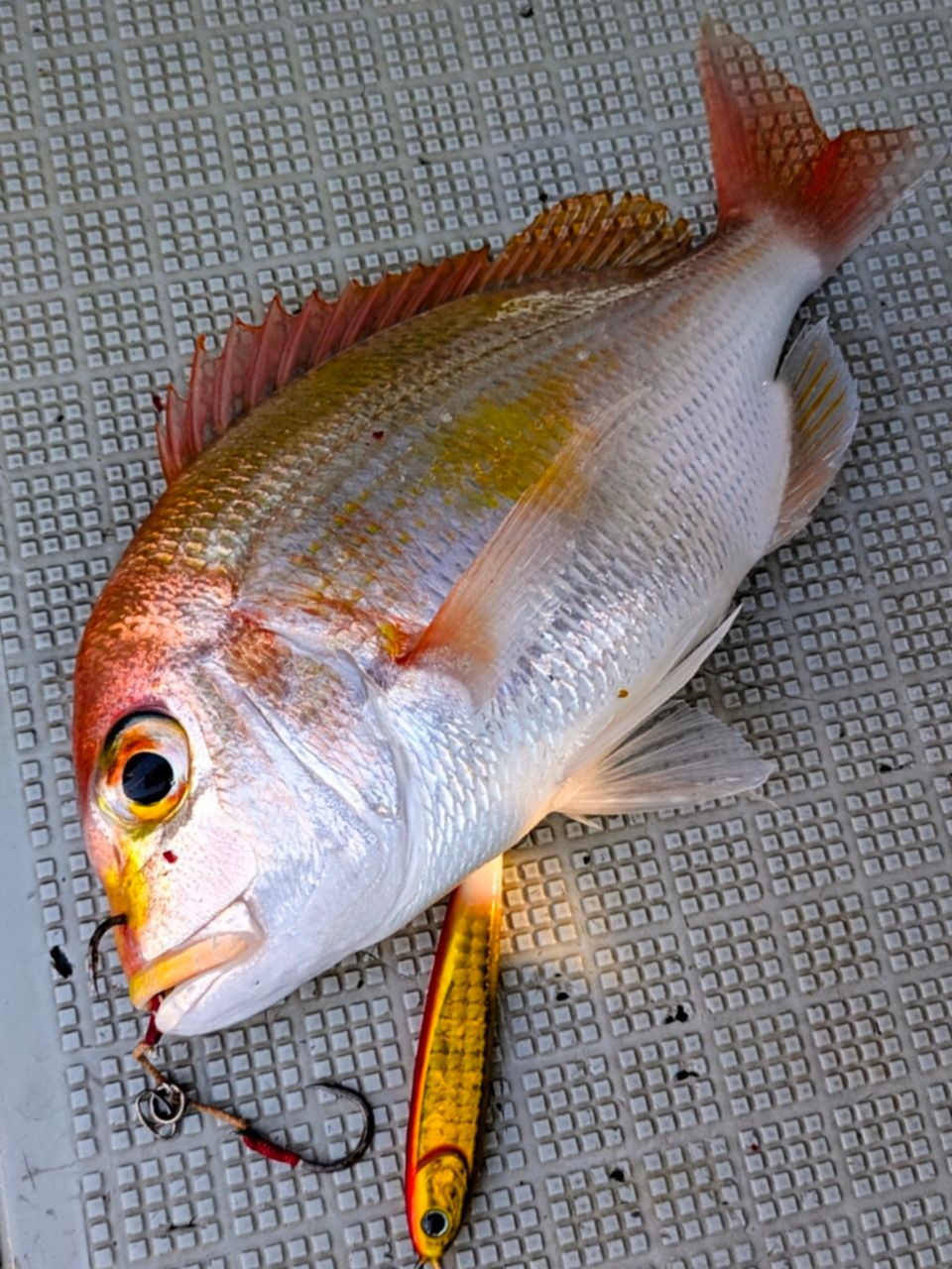 白梟さんの釣果 1枚目の画像