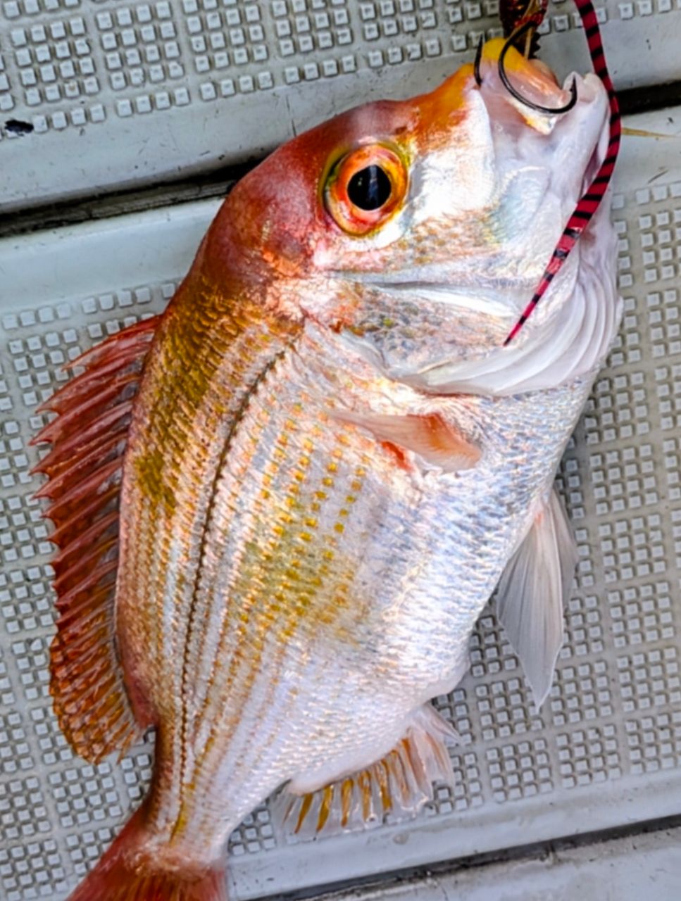 白梟さんの釣果 2枚目の画像