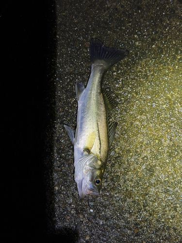セイゴ（マルスズキ）の釣果