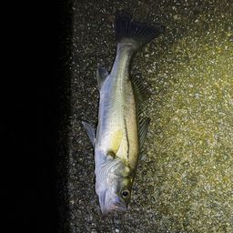 セイゴ（マルスズキ）