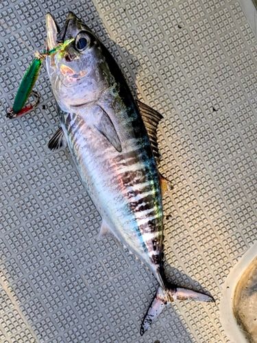 メジマグロの釣果