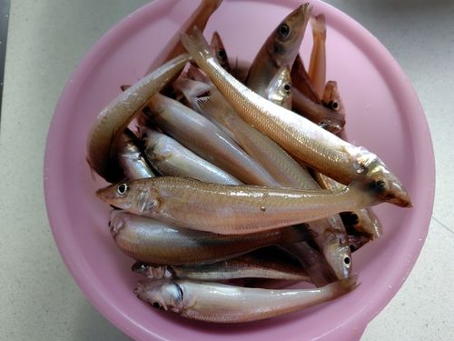キスの釣果