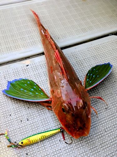 ホウボウの釣果