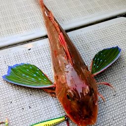 ホウボウ