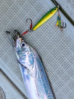 タチウオの釣果