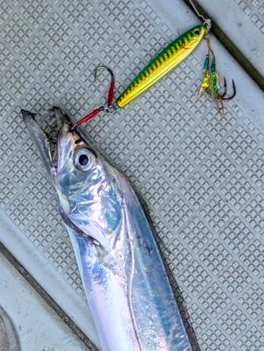 ホウボウの釣果