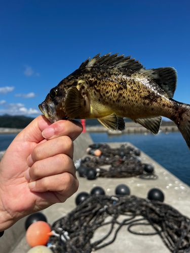 クロソイの釣果