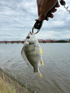 キビレの釣果