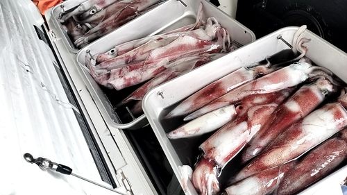 シロイカの釣果
