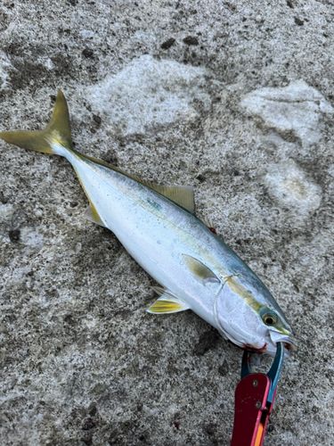 イナダの釣果