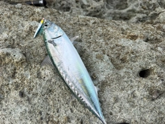 ソウダガツオの釣果