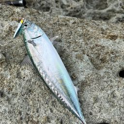ソウダガツオ