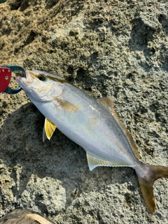 ショゴの釣果