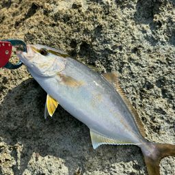 ショゴ