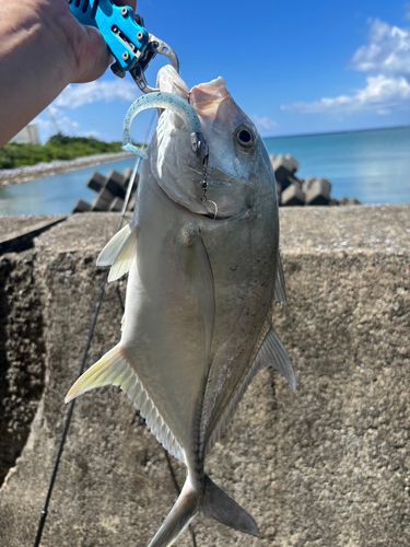 オニヒラアジの釣果