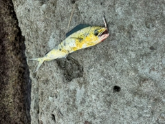 シイラの釣果