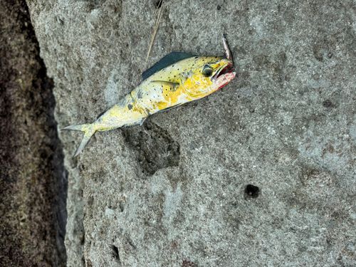 シイラの釣果