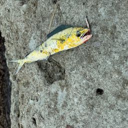 シイラ