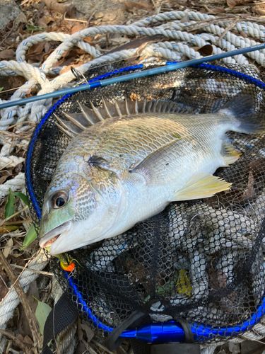 キビレの釣果