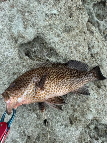 オオモンハタの釣果