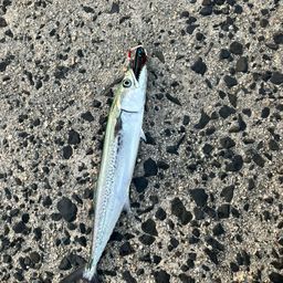 アオリイカ
