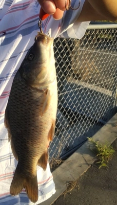 コイの釣果