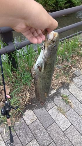 ナマズの釣果