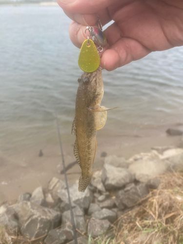 マハゼの釣果