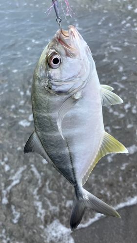 メッキの釣果