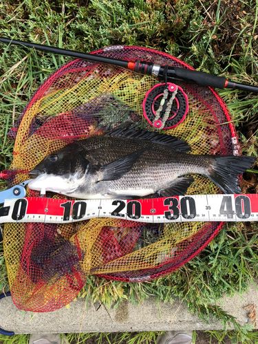 チヌの釣果