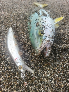 ワカシの釣果