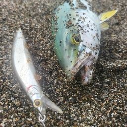 ワカシ