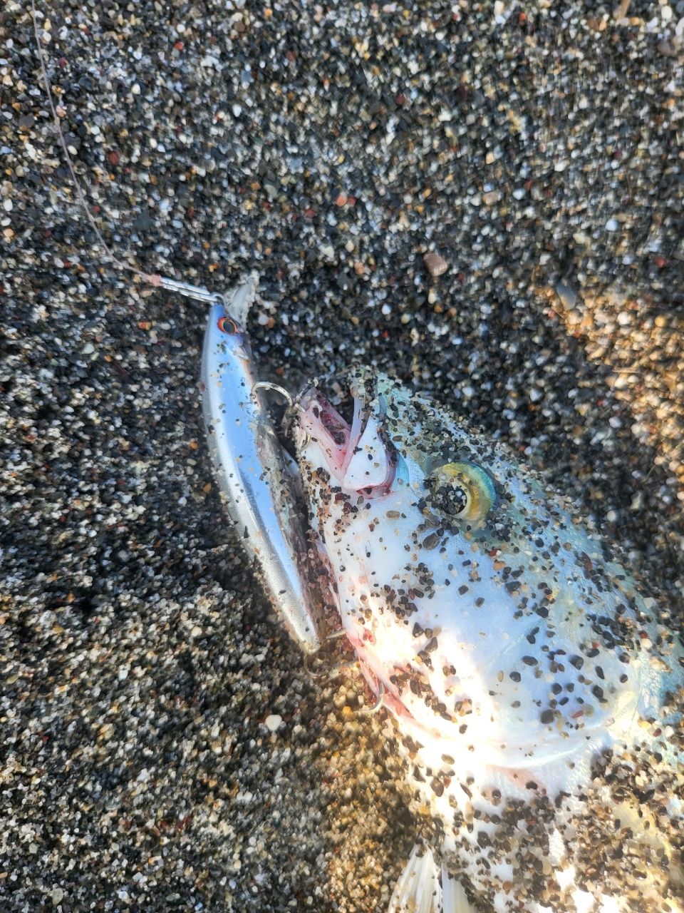 ワカシ
