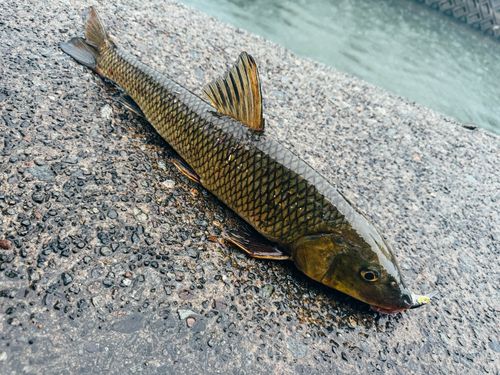 コイの釣果
