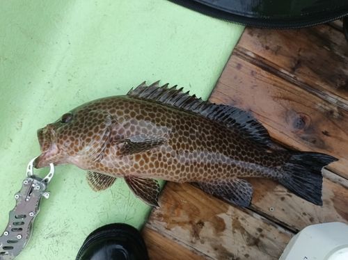 オオモンハタの釣果