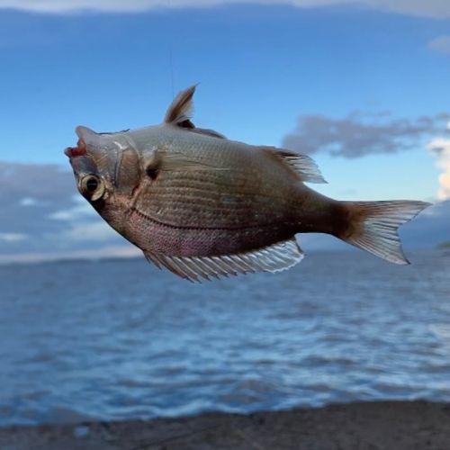 チャリコの釣果