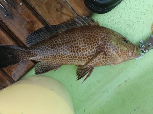 オオモンハタの釣果