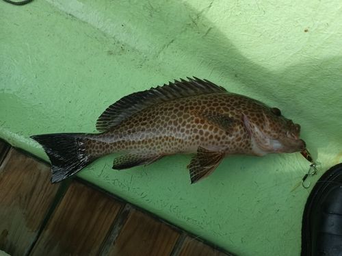 オオモンハタの釣果
