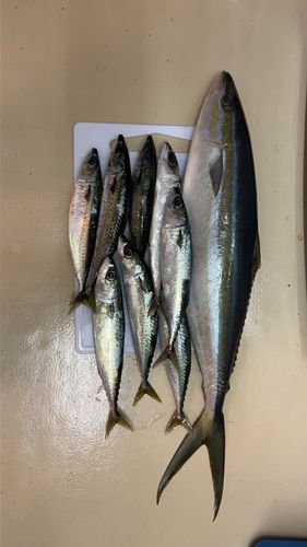 ツムブリの釣果